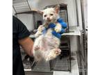 Adopt Jeffery a Domestic Short Hair