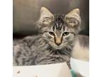 Adopt Swirly a Domestic Short Hair