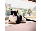 Adopt Jake Gyllenhaal a American Shorthair