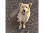 Adopt Archer- LOVES toys, kids and other dogs! a White German Shepherd