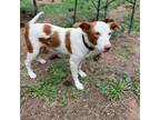 Adopt Chestnut- handsome boy, loves dogs and people! a Husky