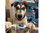 Adopt George- Sweet boy, loves dogs and people! a Husky
