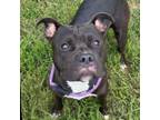 Adopt Bucky a Pit Bull Terrier