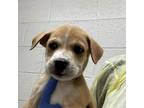 Adopt Greg a Pit Bull Terrier