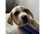 Adopt Peter a Pit Bull Terrier