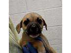 Adopt Bobby a Pit Bull Terrier