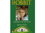 Adopt Hobbit a Domestic Short Hair