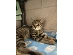 Adopt Frodo a Domestic Short Hair