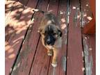 Adopt YOGI a German Shepherd Dog, Siberian Husky