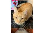 Adopt Citrine a Domestic Short Hair