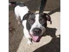 Adopt Cobb a Mixed Breed