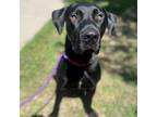 Adopt Bloop a Mixed Breed