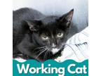 Adopt Hatter a Domestic Short Hair