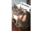 Adopt McClellan a Domestic Long Hair