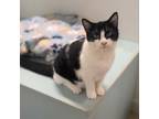 Adopt McFlurry a Domestic Short Hair