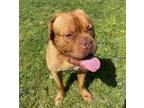 Adopt Lucky in California a Dogue de Bordeaux
