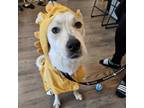 Adopt Grant Fisher a Golden Retriever, Border Collie