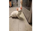 Adopt Ulysses a Turkish Van