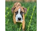 Adopt Mike & Ike a Mixed Breed