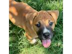 Adopt Red Hot a Mixed Breed