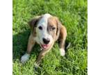 Adopt Gobstopper a Mixed Breed