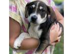 Adopt Hot Tamales a Mixed Breed