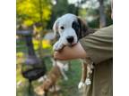 Adopt Lemon Head a Mixed Breed