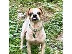 Adopt Dogfish a Shih Tzu, Mixed Breed