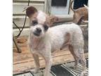 Adopt Whitetip a Shih Tzu, Mixed Breed