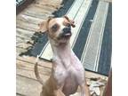 Adopt Megamouth a Shih Tzu, Mixed Breed