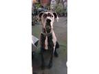 Adopt Koa a Great Dane