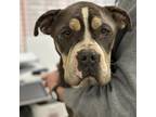 Adopt Dojo CFS# 240024158 a Pit Bull Terrier
