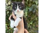 Adopt Sunflower CFS# 240062168 a Domestic Short Hair
