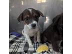 Adopt Gage a Mixed Breed