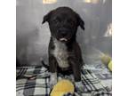 Adopt Ace a Mixed Breed