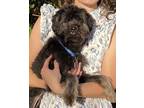 Adopt Harry a Miniature Poodle