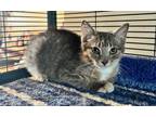 Adopt Gambit a Domestic Short Hair