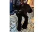 Adopt Wolverine a Domestic Short Hair
