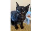 Adopt Guiness a Domestic Short Hair