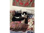 Adopt King Henry a Domestic Medium Hair