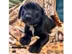 Adopt Monopoly-Yahtzee a Labrador Retriever, Mixed Breed