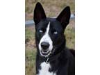 Adopt Blade a Husky