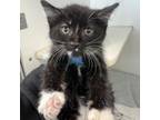 Adopt Rye a Domestic Short Hair