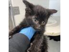 Adopt Lennox a Domestic Short Hair