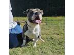 Adopt Zues a Pit Bull Terrier