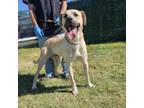 Adopt Obito a Black Mouth Cur