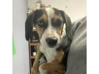 Adopt Joker a Beagle