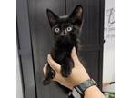 Adopt Jet a Domestic Medium Hair