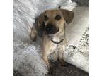 Adopt Baby Yoda a Beagle, Mixed Breed