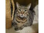Adopt Jay Craig - BIG boy a Domestic Short Hair